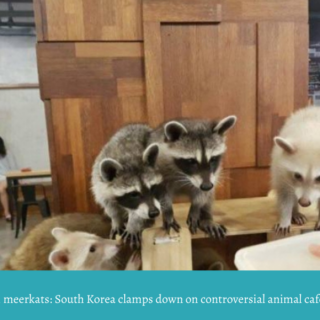 Raccoons, foxes, meerkats: South Korea clamps down on controversial animal cafes