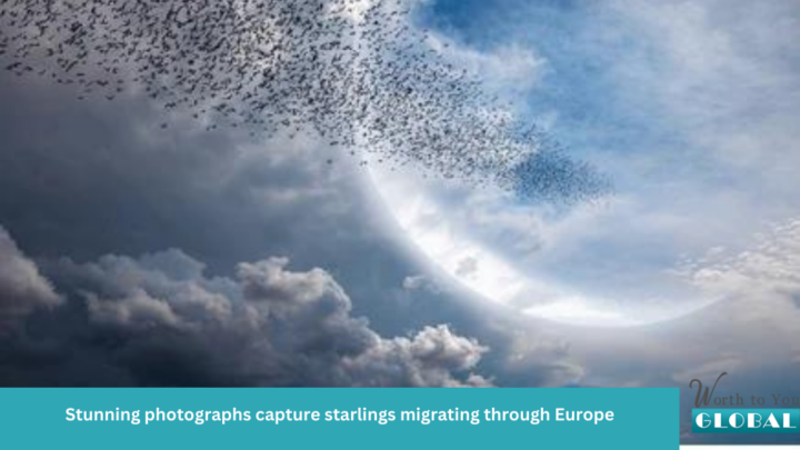 Stunning photographs capture starlings migrating through Europe