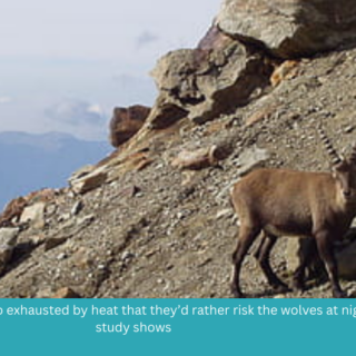 These goats are so exhausted by heat that they’d rather risk the wolves at night, study shows
